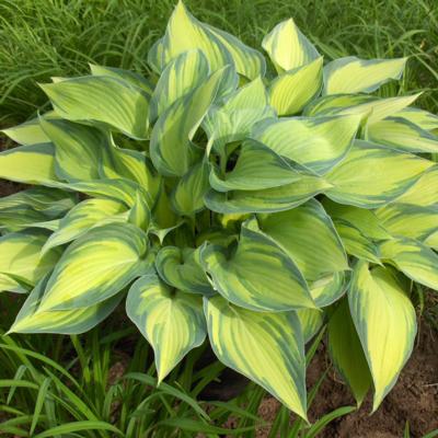 Hosta 'June'